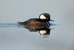 Hoded merganser