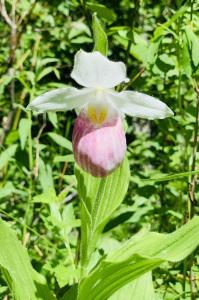 LadySlipper