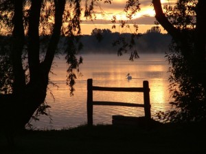 Pelican silouette      