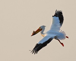 Pelican      